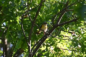003 Warbler, American Redstart, 2023-05272661 Mount Auburn Cemetery, MA